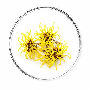 Extracto de Hamamelis