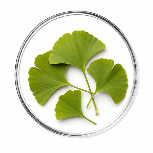 Extracto de Ginkgo Biloba