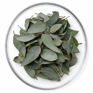 Aceite esencial de Eucalipto