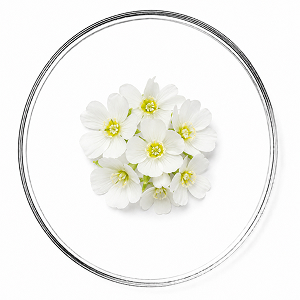 Aceite Meadowfoam