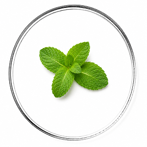 Aceite esencial de Menta Piperita
