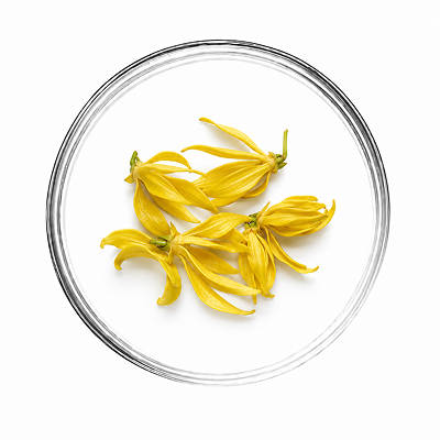 Aceite esencial de Ylang Ylang