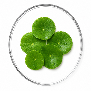 Extracto de Centella Asiática (CENTELLA ASIATICA EXTRACT (AND) HELIANTHUS ANNUUS SEED OIL)